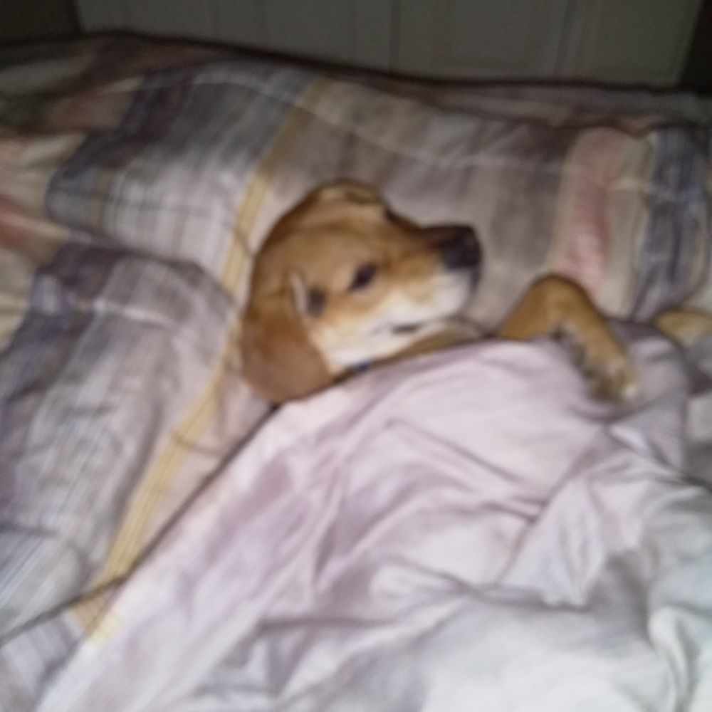 Meet your Posher, Paula